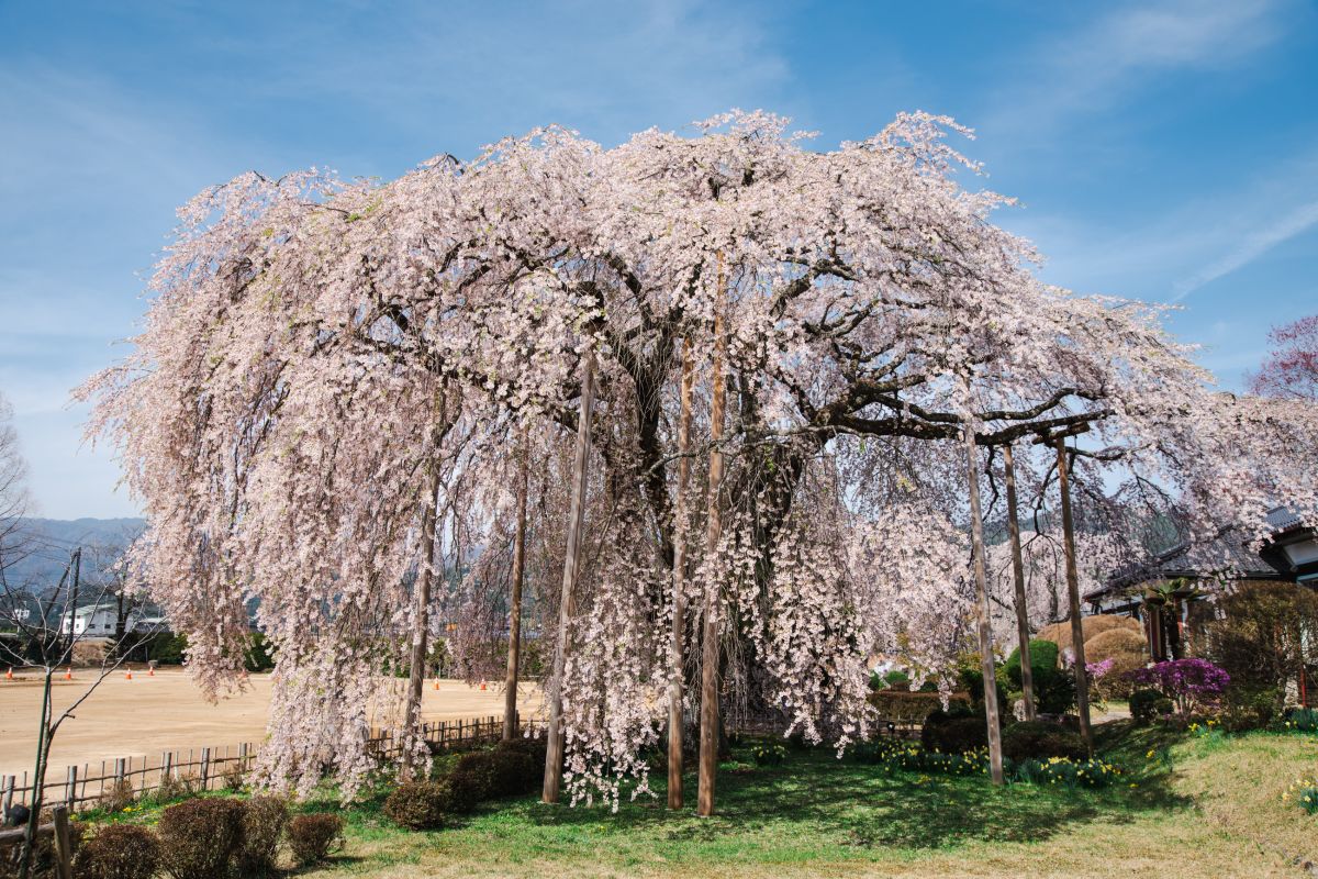 南信州の桜旅　杵原学校